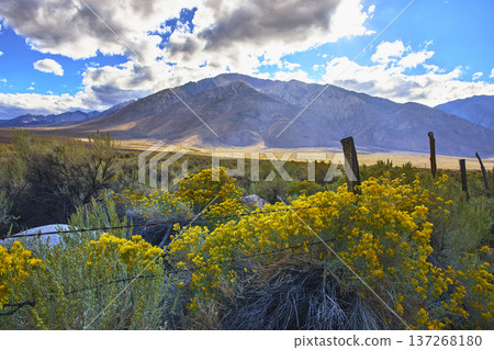Mt Tom Sierra Nevada Yellow Wildflower Bloom and Rustic Fence Eastern Sierra Mt Tom Sierra Nevada Yellow Wildflower Bloom and Rustic Fence Eastern Sierra 137268180