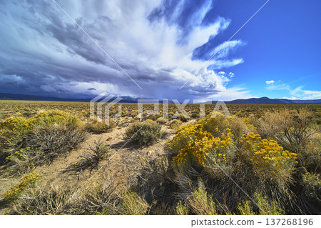 Yellow Wildflowers and Sagebrush Under Dramatic Sky in California Desert Landscape 137268196