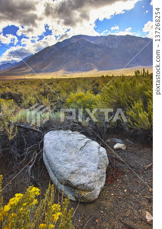 Granite Boulder Yellow Wildflowers and Majestic Mountain Landscape in California Granite Boulder Yellow Wildflowers and Majestic Mountain Landscape in California 137268254
