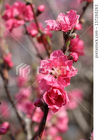 Hanamomo (Hanamomi) spring 137268263
