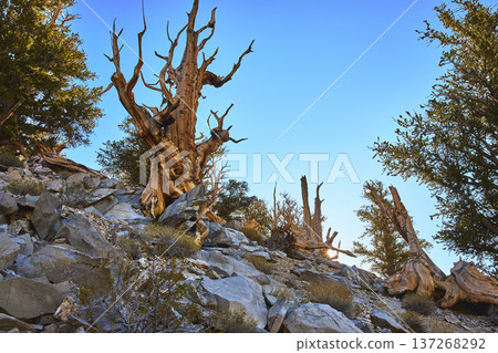Ancient Bristlecone Pines on Rocky Slope with Clear Sky in White Mountain California 137268292