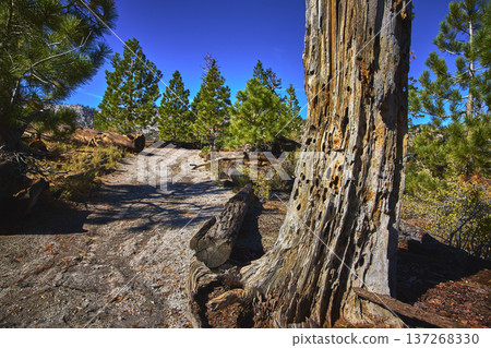Close Up Tree Trunk with Path Pine Trees and Blue Sky in Forest Close Up Tree Trunk with Path Pine Trees and Blue Sky in Forest 137268330