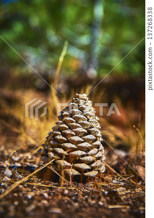 Pinecone on Forest Floor with Blurred Grass and Sunlit Green Background Pinecone on Forest Floor with Blurred Grass and Sunlit Green Background 137268338