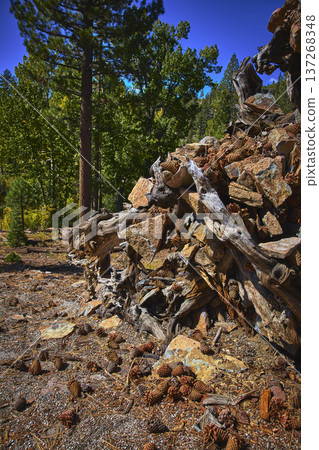 Forest Pinecones and Fallen Log Pile in Sunlit California Woodland Forest Pinecones and Fallen Log Pile in Sunlit California Woodland 137268348