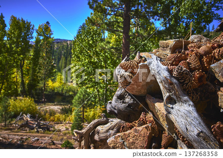 Pinecones and Weathered Log in Sunlit Forest Clearing with Lush Green Trees Pinecones and Weathered Log in Sunlit Forest Clearing with Lush Green Trees 137268358