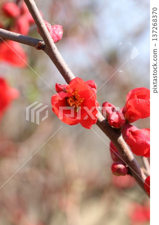 Blurred flowers Blurred flowers 137268370