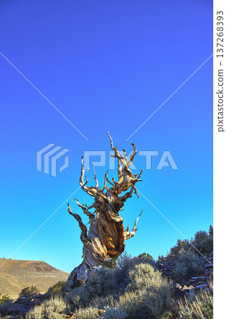 Ancient Bristlecone Pine Tree Against Blue Sky in California White Mountain Landscape Ancient Bristlecone Pine Tree Against Blue Sky in California White Mountain Landscape 137268393