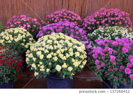 Chrysanthemum Exhibition: Small chrysanthemums, potted plants Chrysanthemum Exhibition: Small chrysanthemums, potted plants 137268452