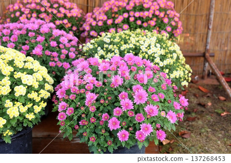 Chrysanthemum Exhibition: Small chrysanthemums, potted plants Chrysanthemum Exhibition: Small chrysanthemums, potted plants 137268453