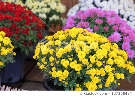 菊花展：小型菊花、盆栽植物 137268454