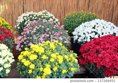 菊花展：小型菊花、盆栽植物 137268455