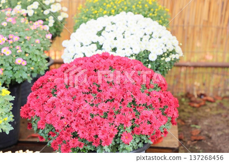 Chrysanthemum Exhibition: Small chrysanthemums, potted plants Chrysanthemum Exhibition: Small chrysanthemums, potted plants 137268456