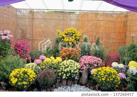 菊花展 小型菊花 日式盆景 懸崖式 菊花展 小型菊花 日式盆景 懸崖式 137268457