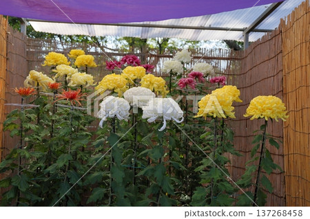 菊花展：大型菊花，美不勝收 137268458