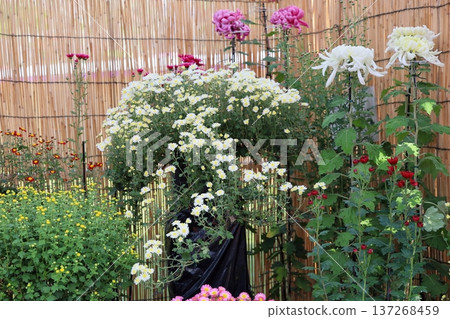 Chrysanthemum Exhibition: Small Chrysanthemums in Hanging Cliff Style Chrysanthemum Exhibition: Small Chrysanthemums in Hanging Cliff Style 137268459