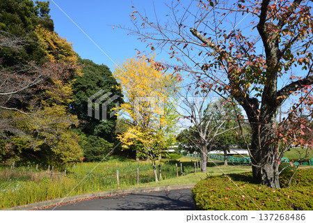 紅葉谷的秋葉,喜樂園 2025-11-8 #1 紅葉谷的秋葉,喜樂園 2025-11-8 #1 137268486
