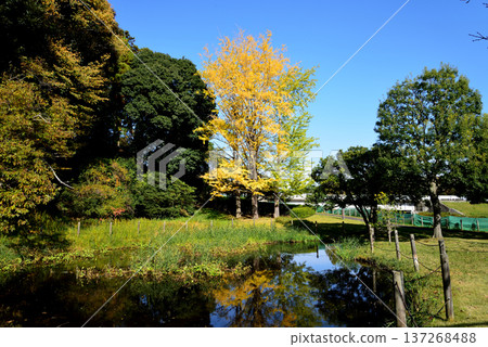 2025年11月8日 喜樂園紅葉谷的秋葉 #3 2025年11月8日 喜樂園紅葉谷的秋葉 #3 137268488