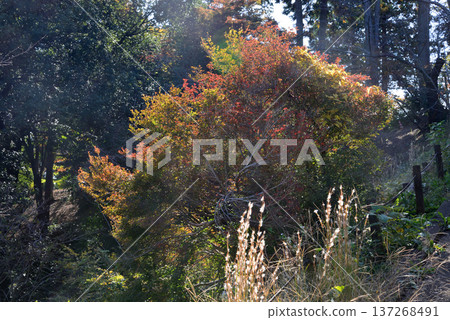 Autumn leaves in Momiji Valley, Kairakuen Garden 2025-11-8 #6 Autumn leaves in Momiji Valley, Kairakuen Garden 2025-11-8 #6 137268491
