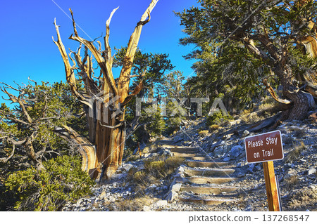 Bristlecone Pine Trail Ancient Trees and Stay on Trail Sign in Rugged Mountain Landscape Bristlecone Pine Trail Ancient Trees and Stay on Trail Sign in Rugged Mountain Landscape 137268547