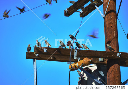 Birds Perched on Utility Pole with Blue Sky and Power Lines in California 137268565