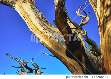 Bristlecone Pine Tree Twisted Branches Against Blue Sky White Mountain California Bristlecone Pine Tree Twisted Branches Against Blue Sky White Mountain California 137268567