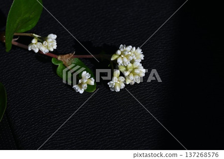 Buckwheat vine flowers Buckwheat vine flowers 137268576