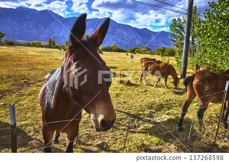 Horse Close Up with Grazing Animals and Sierra Nevada Mountains in California 137268598