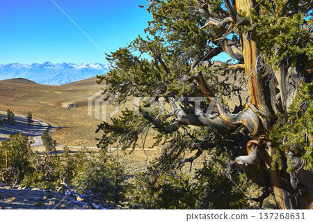 Bristlecone Pine Tree Twisted Trunk and Mountain Landscape in White Mountains California Bristlecone Pine Tree Twisted Trunk and Mountain Landscape in White Mountains California 137268631