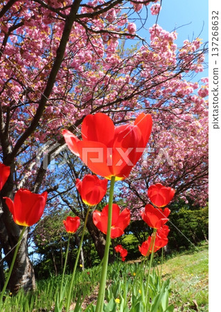櫻花和鮮紅的鬱金香 櫻花和鮮紅的鬱金香 137268632