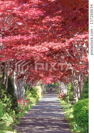 五月中旬,野村楓樹呈現鮮明的紅色。 五月中旬,野村楓樹呈現鮮明的紅色。 137268634