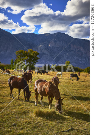 Horses Grazing in Golden Pasture with Mountain Backdrop and Dramatic Sky Horses Grazing in Golden Pasture with Mountain Backdrop and Dramatic Sky 137268668