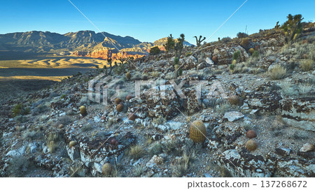 Aerial Desert Landscape Barrel Cactus and Joshua Trees at Golden Hour in Nevada Aerial Desert Landscape Barrel Cactus and Joshua Trees at Golden Hour in Nevada 137268672