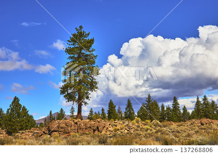 Lone Pine Tree Rocky Terrain and Dramatic Clouds in Eastern Sierra California Lone Pine Tree Rocky Terrain and Dramatic Clouds in Eastern Sierra California 137268806