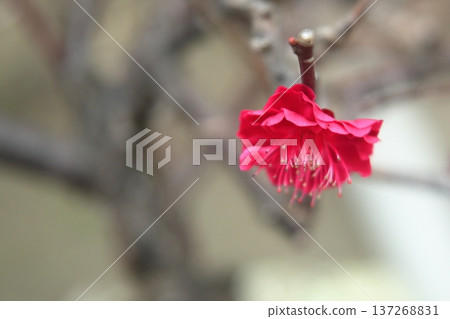 梅花告訴春天的到來 梅花告訴春天的到來 137268831