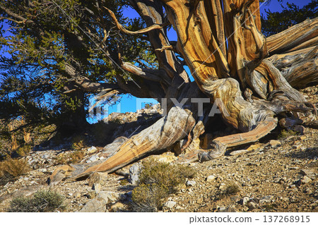 Ancient Bristlecone Pine Tree Roots and Weathered Wood in Rocky California Landscape Ancient Bristlecone Pine Tree Roots and Weathered Wood in Rocky California Landscape 137268915