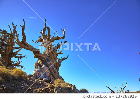 Ancient Bristlecone Pine Tree Against Clear Blue Sky in Rugged White Mountain Landscape Ancient Bristlecone Pine Tree Against Clear Blue Sky in Rugged White Mountain Landscape 137268929
