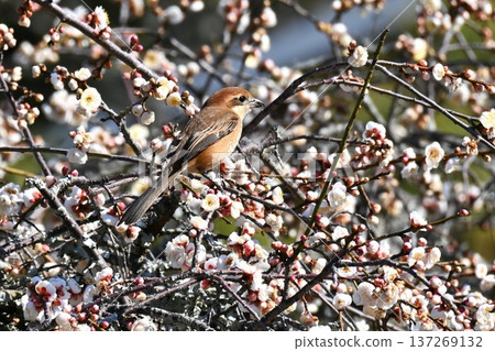 Shrikes (Mozu) - Their habit of impaling their prey ("Shrike's Early Sacrifice") Shrikes (Mozu) - Their habit of impaling their prey ("Shrike's Early Sacrifice") 137269132