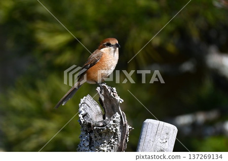 伯勞鳥（Mozu）－它們將獵物刺穿的習性（「伯勞鳥的早期獻祭」） 137269134