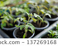 Young green seedlings growing in small pots indoors 137269168