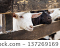 White goat and black goat behind rustic wooden fence on farm 137269169