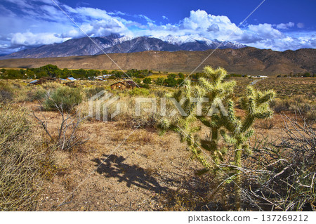 Cactus and Rustic Cabins in California Desert with Sierra Nevada Mountains Cactus and Rustic Cabins in California Desert with Sierra Nevada Mountains 137269212