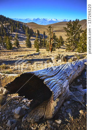 Bristlecone Pine Log and Ancient Trees with Frosty Mountain Peaks under Blue Sky Bristlecone Pine Log and Ancient Trees with Frosty Mountain Peaks under Blue Sky 137269220