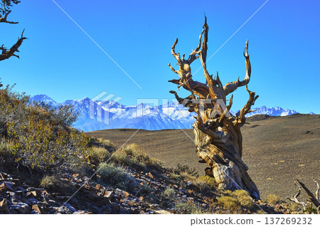 Bristlecone Pine Tree with White Mountain Range and Snow in California Landscape 137269232