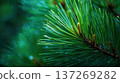 Macro Shot of Pine Needles with Soft Highlights and Bokeh Effect 137269282
