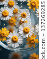Vibrant Close-Up of Chamomile Flowers Floating in Water Bowl 137269285