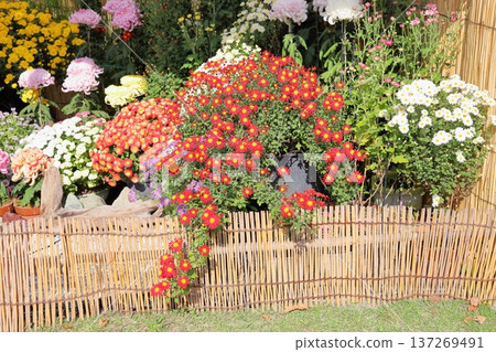 Chrysanthemum Exhibition: Small Chrysanthemums in Hanging Cliff Style 137269491