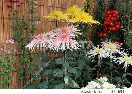 Chrysanthemum Exhibition: Large Thread Chrysanthemum 137269493