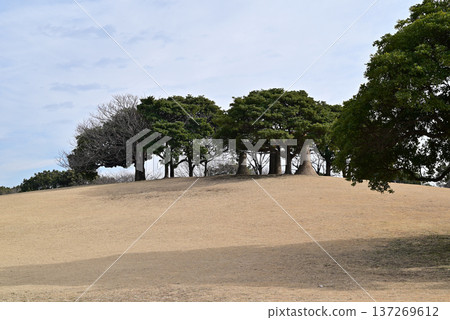 千葉港公園的草坡 千葉港公園的草坡 137269612
