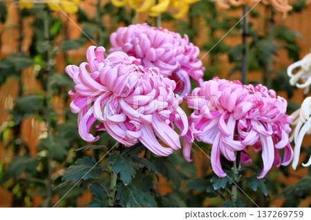 Chrysanthemum exhibition large chrysanthemum elegant Chrysanthemum exhibition large chrysanthemum elegant 137269759
