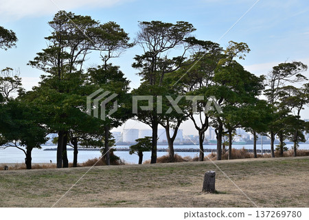 千葉港公園的防風林 千葉港公園的防風林 137269780